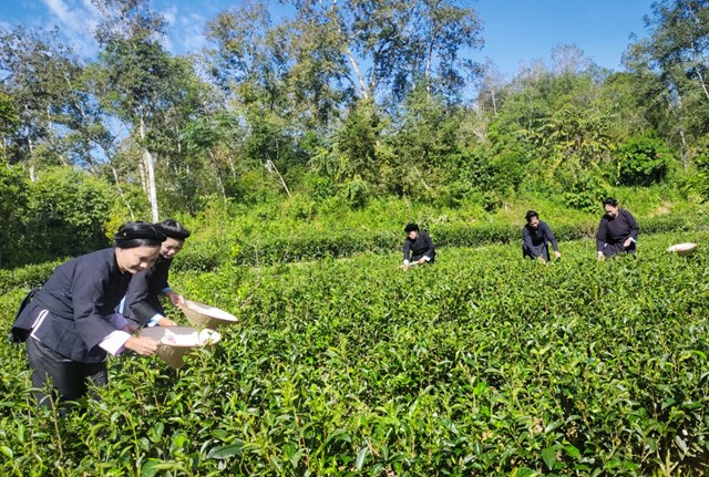 Mô hình thâm canh cải tạo chè theo hướng hữu cơ tại Đoỏng Pán, xã Độc Lập.