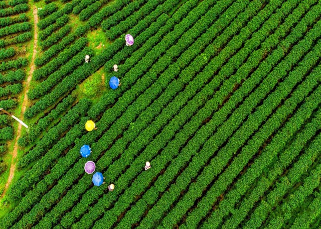 Đường Hoa được biết đến với nhiều giống chè đặc sản, tiêu biểu như Ngọc Thúy, Hương Bắc Sơn, chè trung du cùng các giống lai chọn lọc.
