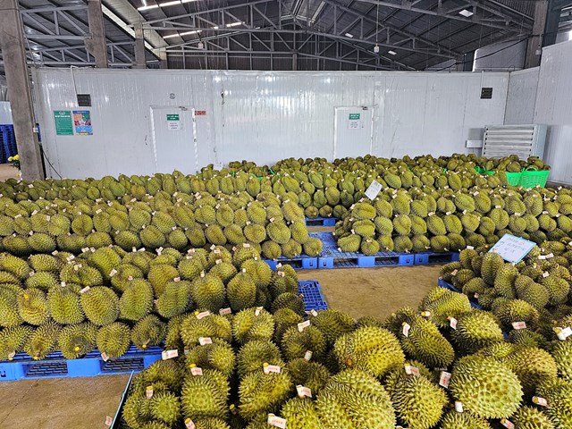 Xuất khẩu n&ocirc;ng sản: Cơ hội v&agrave; th&aacute;ch thức trong hội nhập to&agrave;n cầu. &nbsp;
