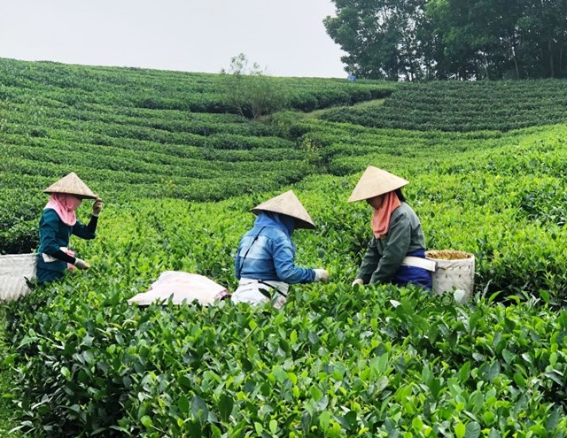 Những b&uacute;p ch&egrave; xanh non mơn mởn được thu h&aacute;i bởi những &ldquo;nghệ nh&acirc;n&rdquo; l&agrave;m ch&egrave;