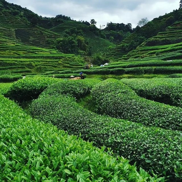 Nham Tr&#224; – quốc bảo Vũ Di Sơn - Ảnh 1