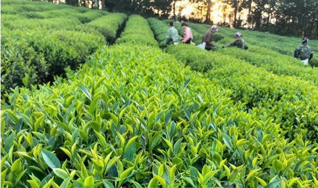 Polyphenol trong lá chè là hợp chất chống oxy hóa mạnh giúp làm chậm lão hóa và hỗ trợ phòng ngừa bệnh mạn tính.