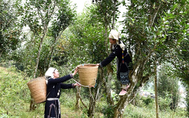 Chè Shan tuyết Hồng Thái đạt chuẩn OCOP 5 sao: Lối mở xuất khẩu cho nông sản vùng cao - Ảnh 2