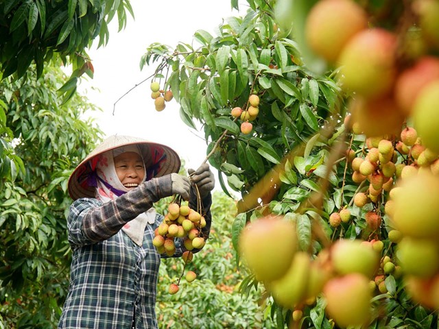 Sản xuất n&#244;ng nghiệp Việt Nam: Tạo gi&#225; trị bền vững theo chuỗi cung ứng li&#234;n kết - Ảnh 1