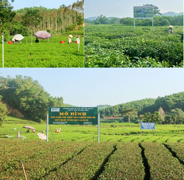 Nhiều doanh nghiệp, hợp tác xã chè ở Thái Nguyên đã chú trọng mở rộng diện tích được cấp mã số vùng trồng.