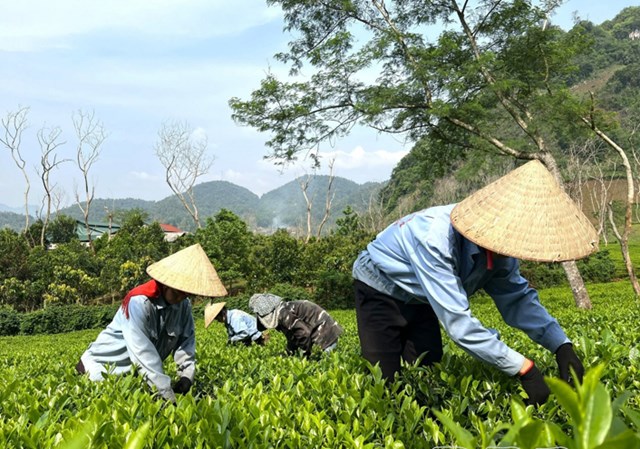Công nhân Công ty TNHH chè Phan Nhất hái lá chè tươi thủ công để búp chè không bị dập nát.