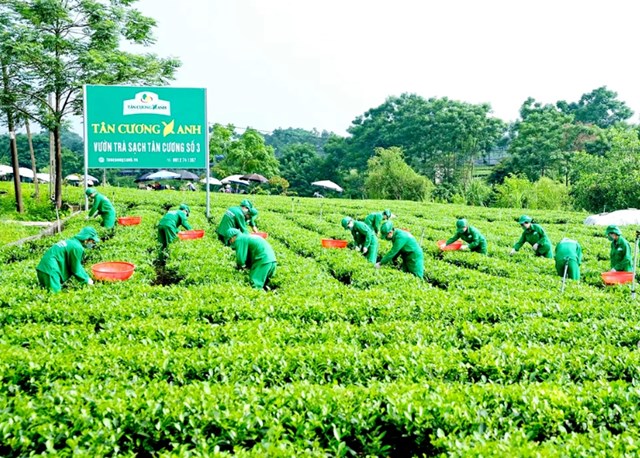 Với 24.000ha chè, Thái Nguyên từng bước xây dựng chuỗi giá trị từ sản xuất an toàn đến phát triển OCOP, hữu cơ.