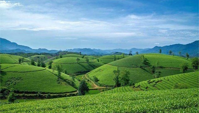 Trà xanh trở thành “ngôi sao tăng trưởng” của ngành đồ uống toàn cầu với giá trị dự báo đạt 92 tỷ đô la vào năm 2030.