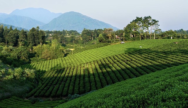 Cổng nhận diện số cho chè Thái Nguyên: Chuẩn hóa dữ liệu để minh bạch hóa thị trường đặc sản - Ảnh 1