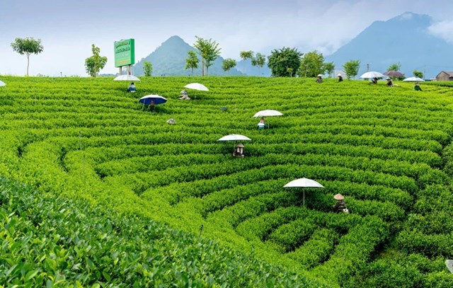 Cổng nhận diện số cho chè Thái Nguyên: Chuẩn hóa dữ liệu để minh bạch hóa thị trường đặc sản - Ảnh 2