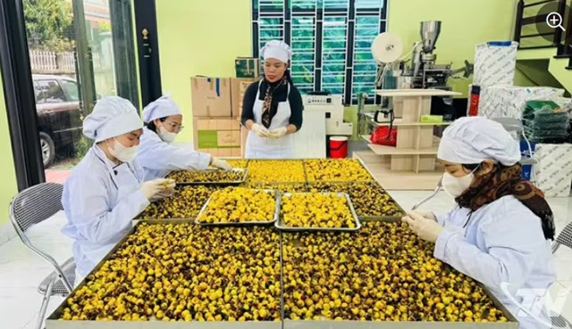 Sơ chế sản phẩm trà hoa vàng tại Công ty TNHH Hà Diệp (phường Đức Xuân).