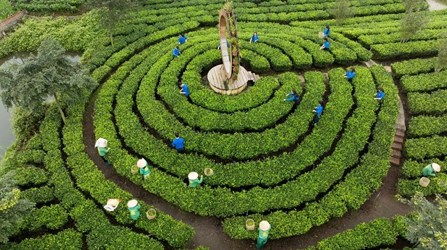 Đổi mới kinh tế nương đồi tại Thái Nguyên - Ảnh 1