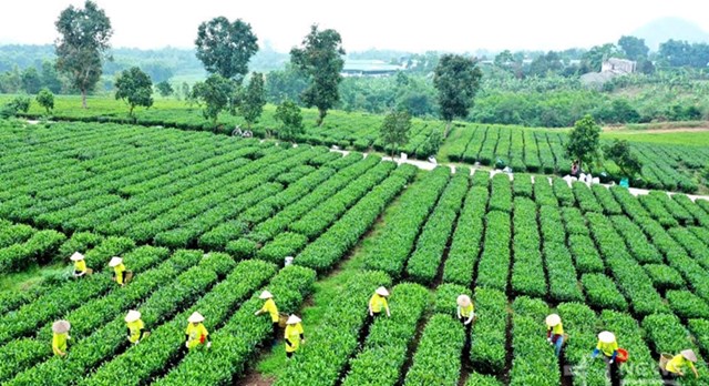 DNTN đang trở thành động lực quan trọng giúp chè Việt nâng tầm giá trị.