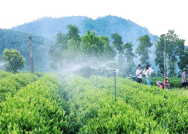 Hệ thống tưới thông minh được nhiều hộ sản xuất chè tại Thái Nguyên lắp đặt. 