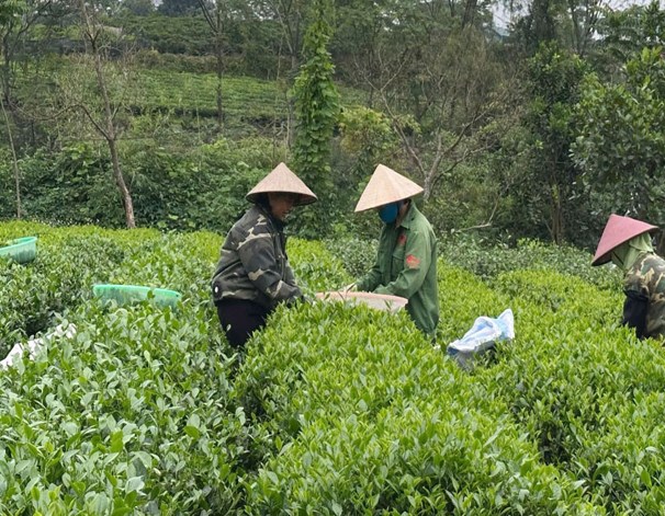 Sản xuất chè sạch không chỉ giúp nông dân tăng thu nhập nhờ giá bán cao hơn mà còn nâng cao uy tín sản phẩm Việt trên thị trường quốc tế.