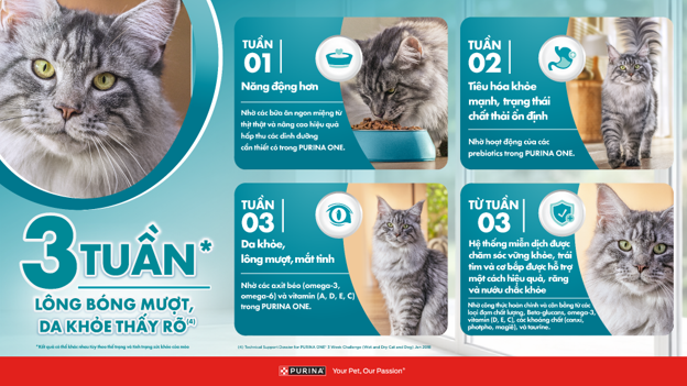 Các dấu hiệu đơn giản giúp đánh giá sức khỏe của mèo cưng - Ảnh 4