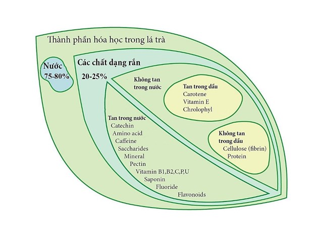 Những th&agrave;nh phần dinh dưỡng trong tr&agrave; xanh gi&uacute;p t&oacute;c khỏe mạnh. Ảnh minh họa