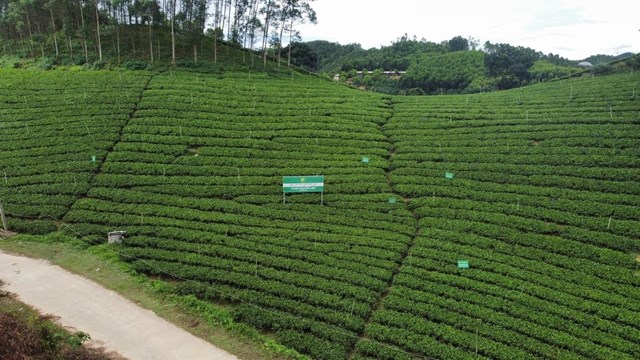 Vùng chè chuyển đổi hữu cơ tại xã Văn Hán.