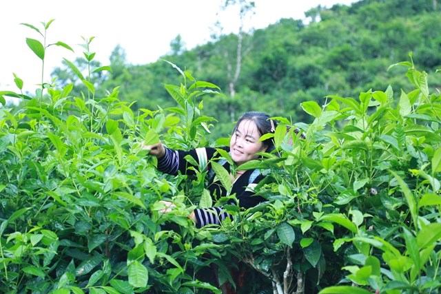 Cây chè cổ thụ không chỉ là biểu tượng văn hóa, mà còn là nguồn thu nhập chính cho nhiều hộ dân ở Phình Hồ.