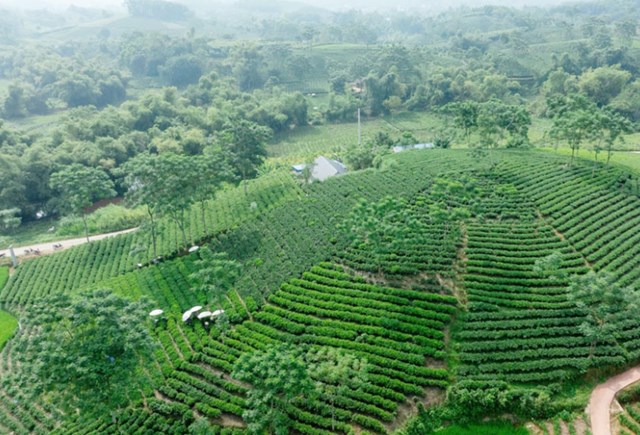 Xen cây che phủ không chỉ giữ đất màu mỡ, duy trì đa dạng sinh học mà còn nâng tầm chất lượng chè, mở lối cho nông nghiệp xanh, bền vững và thích ứng khí hậu.