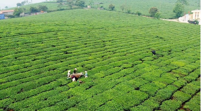 Vùng chè nguyên liệu của Vinatea Mộc Châu.