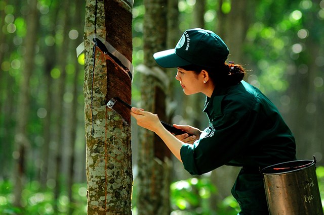 Cao su B&agrave; Rịa&nbsp;(BRR) đạt&nbsp;doanh thu thuần hơn 105,4 tỷ đồng trong qu&yacute; 3/2023. (Ảnh minh họa) &nbsp;