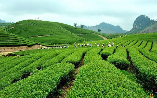 Chè Việt Nam đang đứng trước cơ hội lớn từ thị trường Halal toàn cầu.