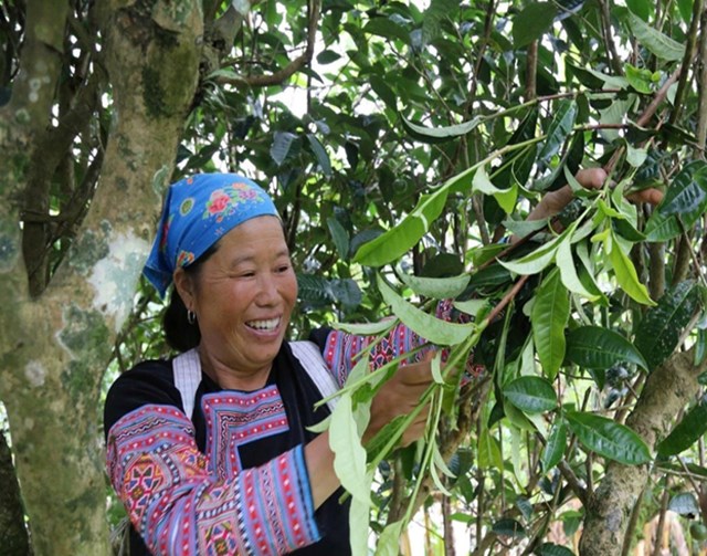 Chè Shan tuyết cổ thụ góp phần giúp bà con người Mông ở Pà Cò nâng cao thu nhập, giảm nghèo.