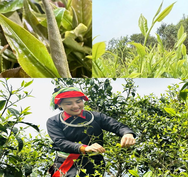 Lá Chè Shan Tuyết được người dân thu hái đảm bảo đúng quy trình, chất lượng.
