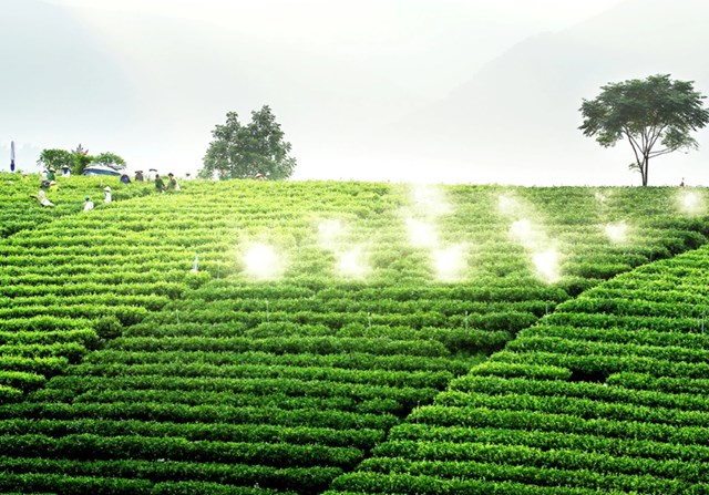 Hội nhập sâu rộng đang mở ra cánh cửa vàng cho chè Việt Nam bứt phá.