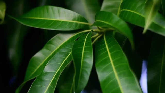 Tr&#224; l&#225; xo&#224;i - Thức uống tăng cường chức năng n&#227;o v&#224; tr&#237; nhớ  - Ảnh 1