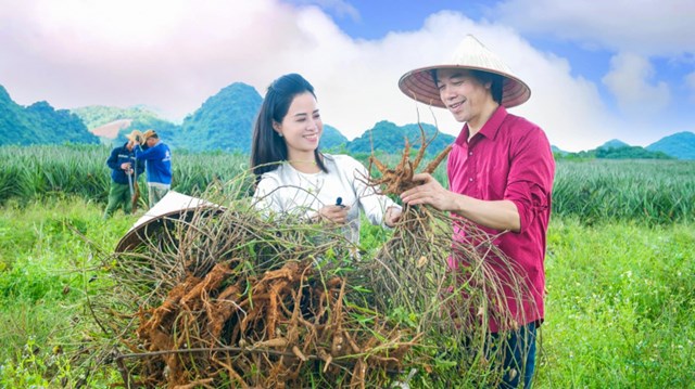 Thu hoạch dược liệu S&acirc;m b&aacute;o tiến vua tại Dược trang vi&ecirc;n Khỏe Tự Nhi&ecirc;n để sản xuất sản phẩm chăm s&oacute;c da cao cấp
