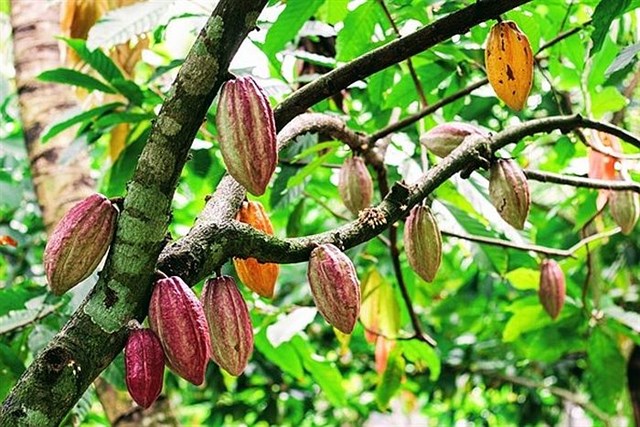 Cacao: Từ nguồn gốc qu&#253; gi&#225; đến thị trường tiềm năng   - Ảnh 1