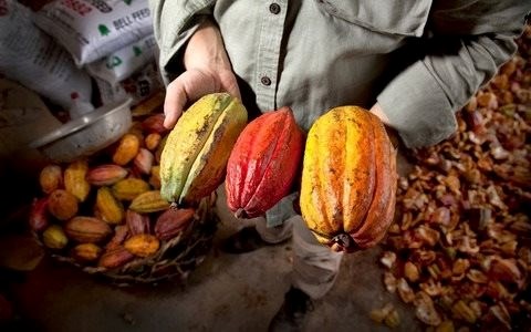 Cacao: Từ nguồn gốc qu&#253; gi&#225; đến thị trường tiềm năng   - Ảnh 4