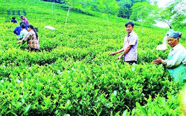 Cây chè mang lại hiệu quả kinh tế cao cho gia đình anh Trịnh Đình Huy.