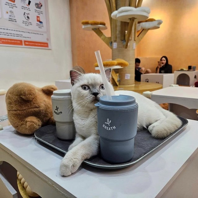 Tiệm C&agrave; Ph&ecirc; M&egrave;o JennyMiaw nằm ngay tr&ecirc;n con đường L&aacute;ng sầm uất nhưng vẫn mang lại cảm gi&aacute;c ấm c&uacute;ng, gần gũi đến lạ thường ngay từ những bước ch&acirc;n đầu ti&ecirc;n