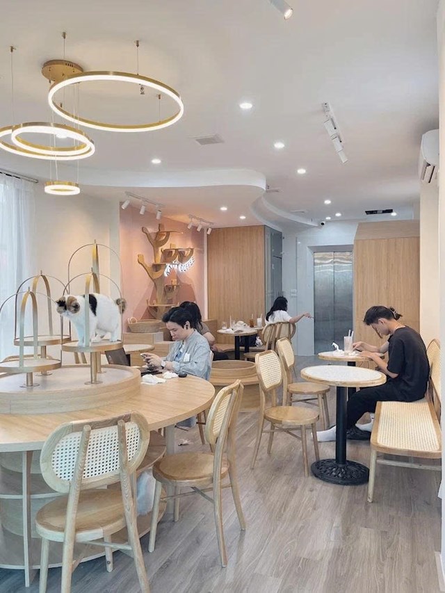Katty kh&ocirc;ng chỉ l&agrave; nơi để thưởng thức c&agrave; ph&ecirc; chất lượng m&agrave; c&ograve;n l&agrave; điểm đến đầy sức h&uacute;t cho những người y&ecirc;u th&uacute; cưng