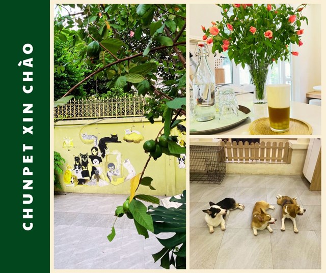 Chunpet kh&ocirc;ng chỉ đơn thuần l&agrave; qu&aacute;n c&agrave; ph&ecirc; m&agrave; c&ograve;n l&agrave; một tổ hợp dịch vụ chăm s&oacute;c th&uacute; cưng hiện đại tọa lạc tại An Kh&aacute;nh, Ho&agrave;i Đức