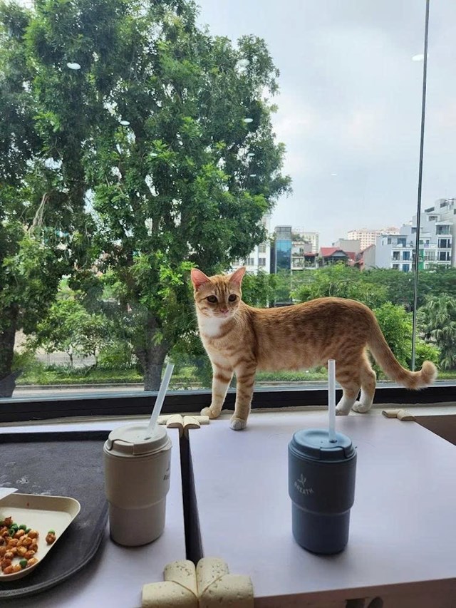 Kh&ocirc;ng chỉ l&agrave; một qu&aacute;n c&agrave; ph&ecirc; d&agrave;nh ri&ecirc;ng cho những người y&ecirc;u m&egrave;o, JennyMiaw c&ograve;n mang đến một hệ thống dịch vụ chăm s&oacute;c th&uacute; cưng chuy&ecirc;n nghiệp với nhiều g&oacute;i spa l&agrave;m đẹp, chăm s&oacute;c sức khỏe d&agrave;nh cho ch&oacute; m&egrave;o