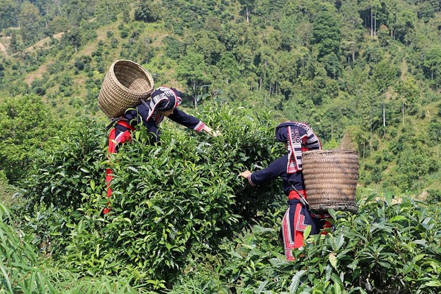 Với đồng bào Mông, Dao, Tày…, cây chè không chỉ là nguồn sống mà còn là biểu tượng văn hoá được gìn giữ và truyền lại qua nhiều thế hệ.