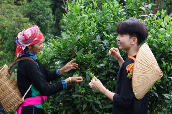 Hình ảnh bà con người dẫn xã Bản Liền và du khách tham gia trải nghiệm hái chè.