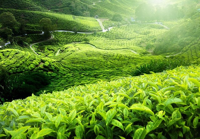  Ghi danh tri thức làm chè Thái Nguyên: Tôn vinh giá trị bản địa và mở đường hội nhập - Ảnh 2