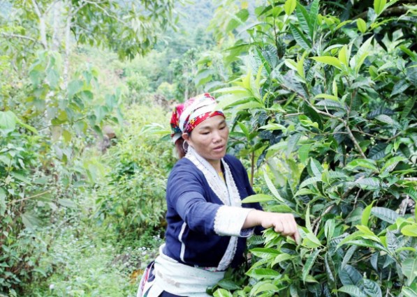 Những đồng bào Dao đỏ và người Mông ở Y Tý đã gìn giữ và phát triển nghề hái và chế biến chè bằng những phương pháp truyền thống, mang lại các sản phẩm chè mang đậm hương vị núi rừng.