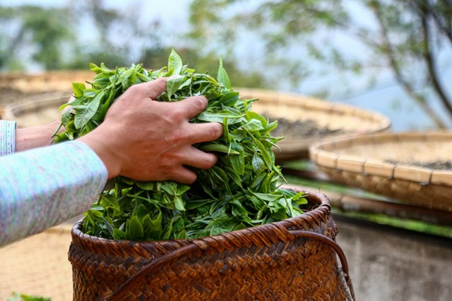 Búp chè cổ thụ là nguyên liệu quý để sản xuất ra những loại trà đặc sản có giá trị. 