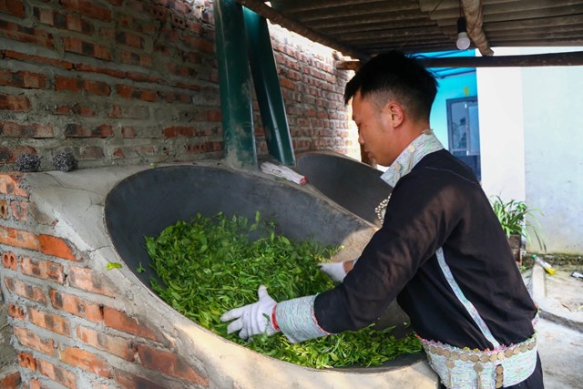 Chè Shan tuyết phải được chế biến thủ công mới đem lại chất lượng trà ngon và có giá trị. 