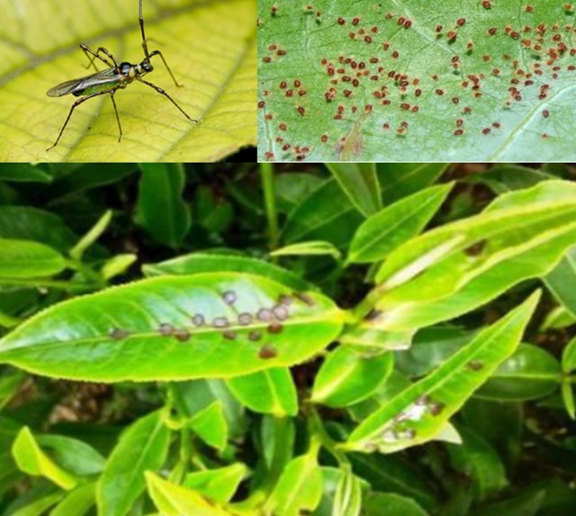 Với đặc tính nhỏ bé, khó phát hiện, bọ xít muỗi và nhện đỏ thường chỉ bị nhận ra khi đã để lại thiệt hại rõ rệt trên cây chè.