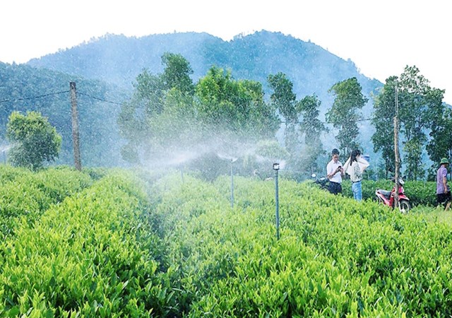Nếu mã QR là “cánh cửa mở ra minh bạch”, thì dữ liệu số chính là nền tảng để ngành chè phát triển bền vững. Ảnh minh họa