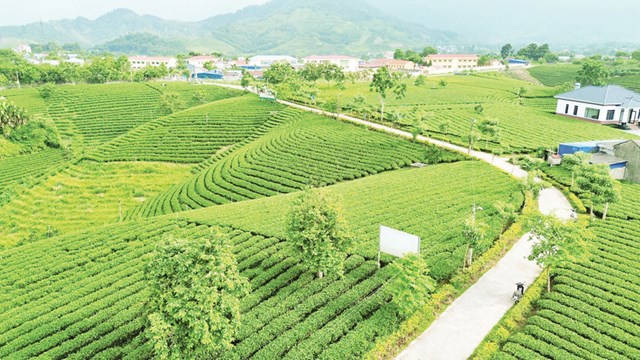 Đồi ch&#232; La Bằng: H&#224;nh tr&#236;nh từ n&#244;ng sản chủ lực đến điểm hẹn văn h&#243;a v&#224; du lịch - Ảnh 1