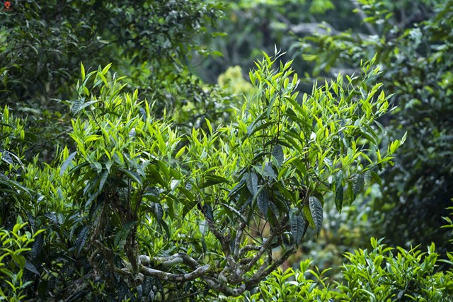 Trà lam gác bếp: "Gói" cả hồn cốt núi rừng vào trong từng ống nứa - Ảnh 2