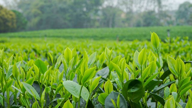 Xuất khẩu chè sang Đức: Lối mở chiến lược từ thủ phủ tái xuất châu Âu - Ảnh 2